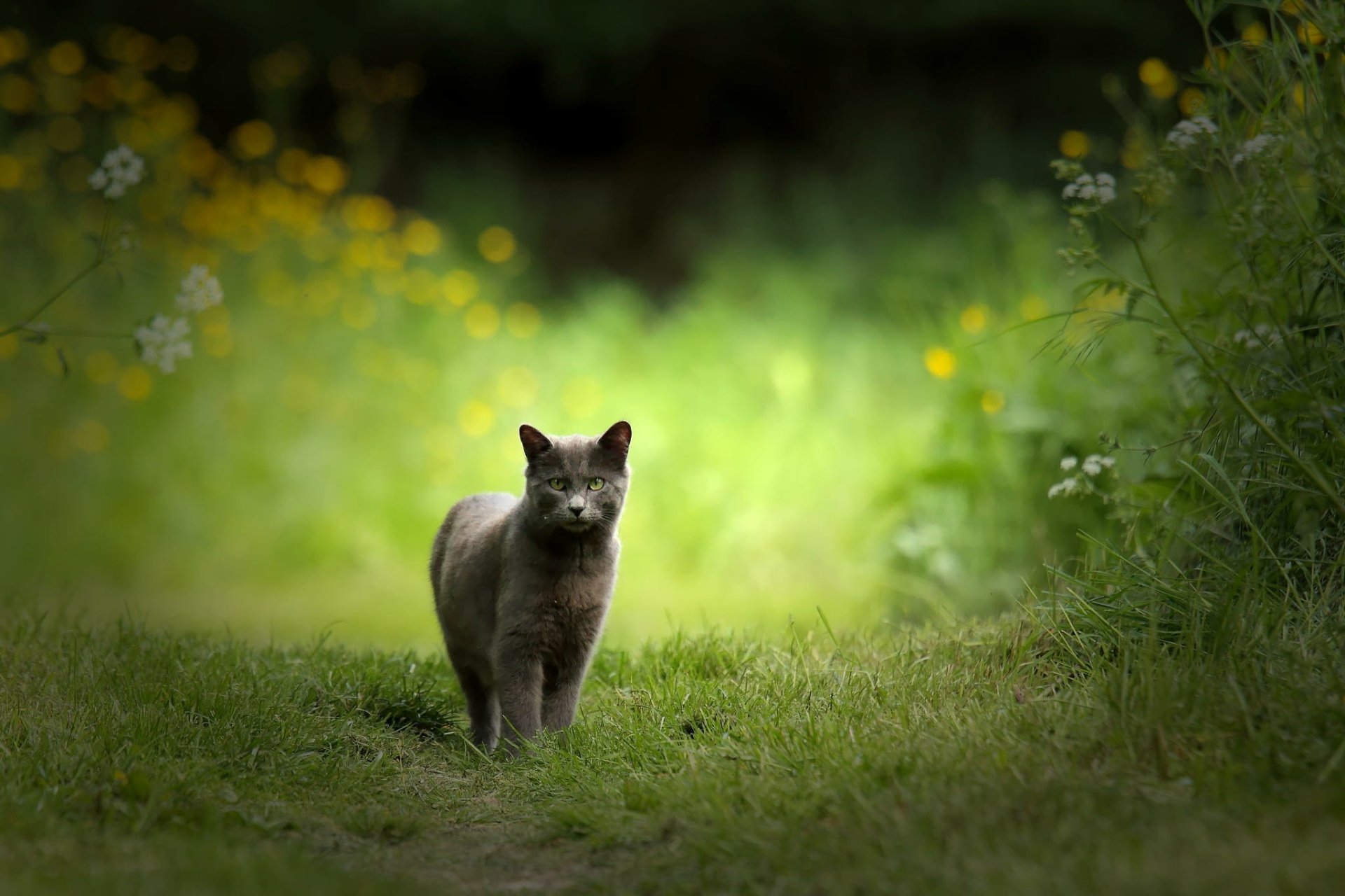 Serene Cat amidst Nature - HD Wallpaper