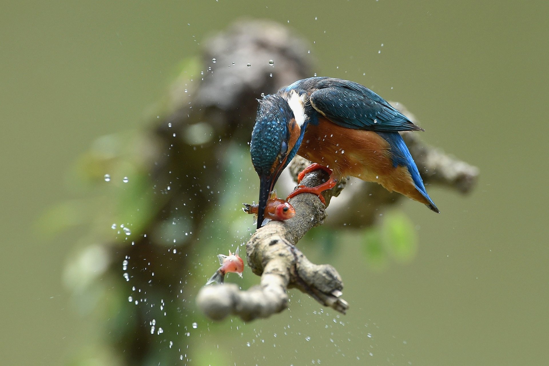 Download Splash Bokeh Fish Branch Bird Common Kingfisher Animal Kingfisher HD Wallpaper