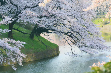 HD desktop wallpaper of a serene Japanese spring scene with sakura cherry blossoms in full bloom, branches arching gracefully over a reflective water surface, set against a lush, verdant landscape.