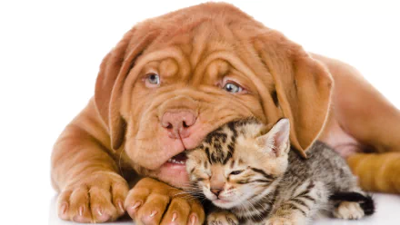 Animal Cat & Dog HD Desktop Wallpaper | Background Image