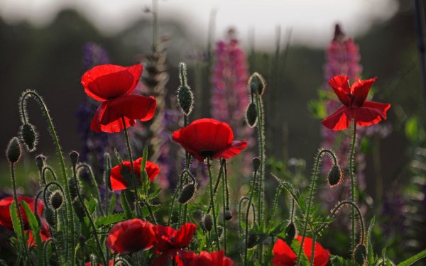 Nature Poppy Flowers HD Wallpaper | Background Image