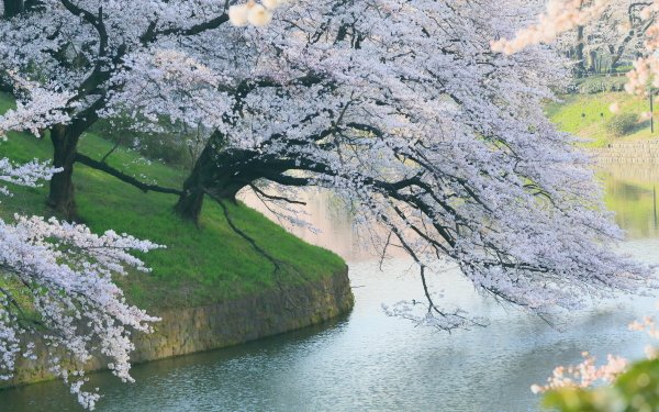 Nature Spring Cherry Tree Cherry Blossom Sakura Sakura Blossom Japan HD Wallpaper | Background Image