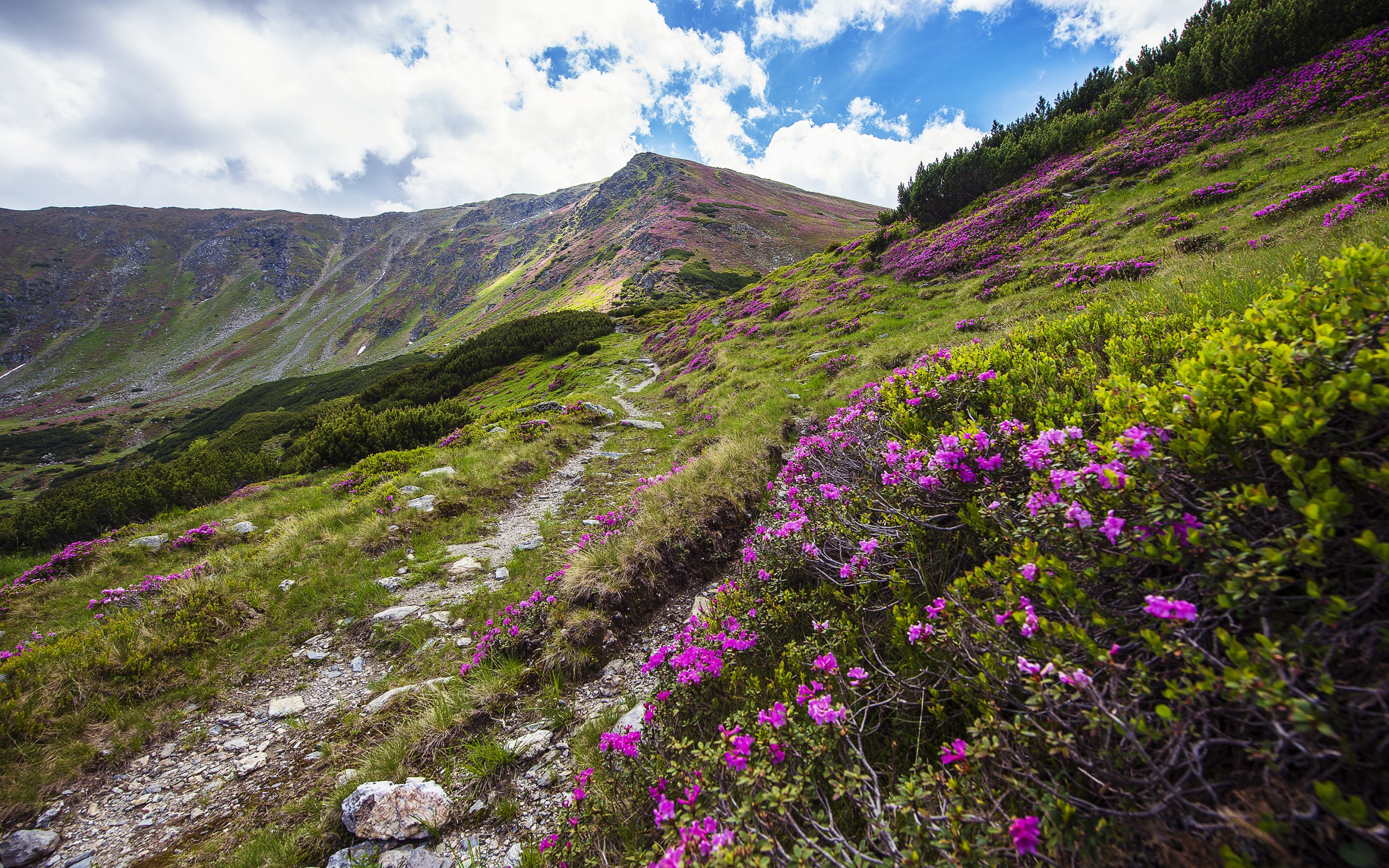 Romanian Mountain Wilderness Stunning Nature HD Wallpaper By Daniel Carcea