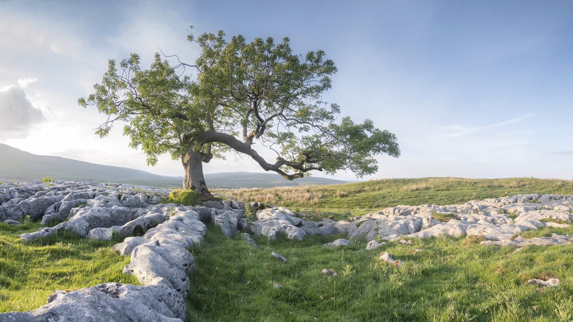  Arbre  Fond  d cran HD Arri re Plan 1920x1080 ID 