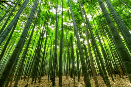 Lush green bamboo stands tall against a bright sky in this tranquil scene from Japan, creating a serene and captivating nature backdrop for an HD desktop wallpaper.
