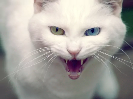 heterochromia Animal cat HD Desktop Wallpaper | Background Image