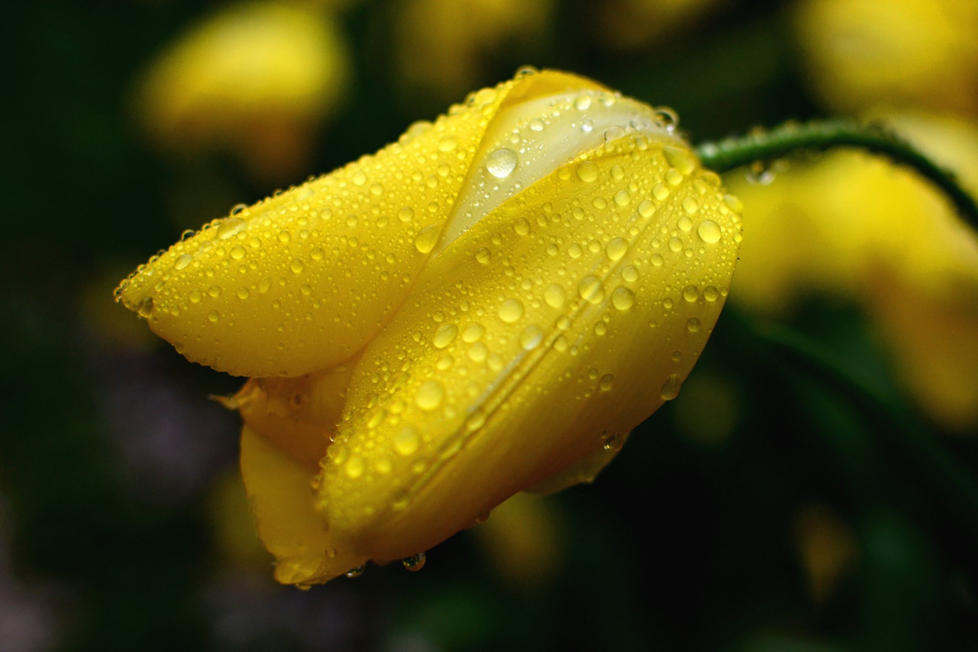 Close-up macro shot of a yellow tulip bud covered in water droplets, captured in stunning 4K Ultra HD for a vibrant nature desktop wallpaper.