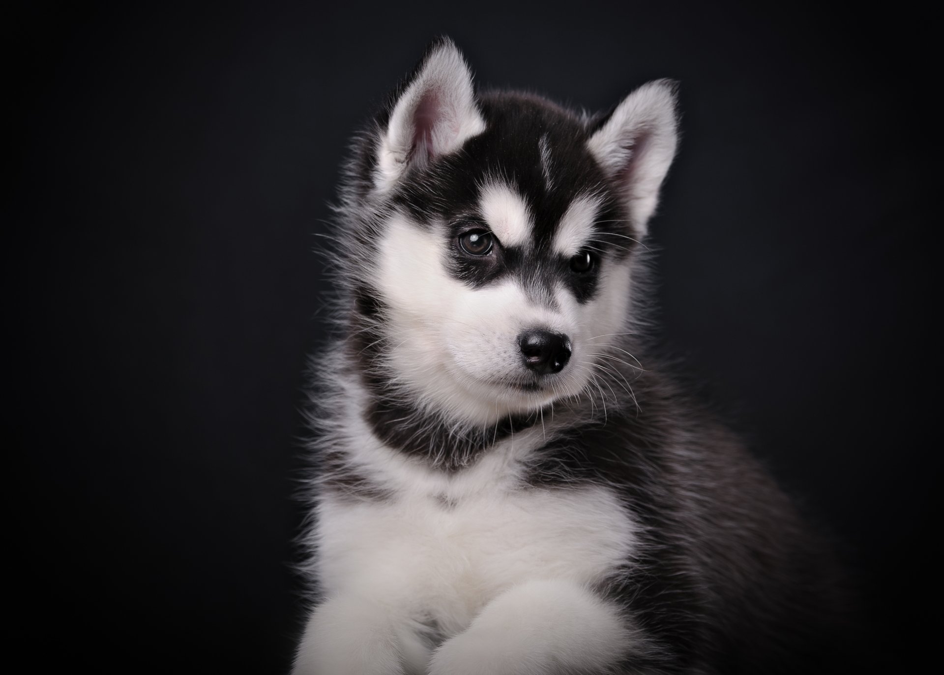 Download Husky Animal Puppy 4k Ultra HD Wallpaper