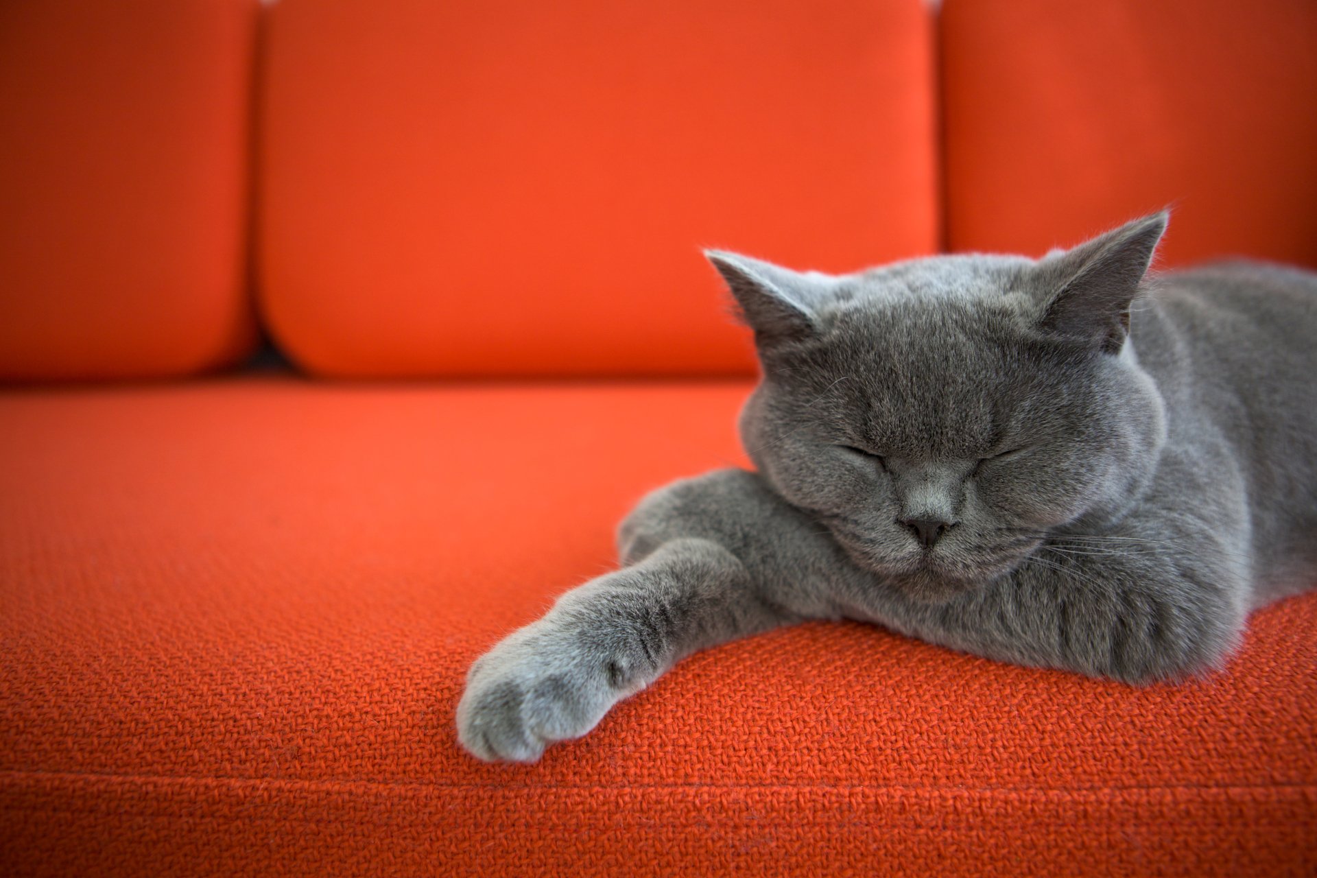 A serene gray cat peacefully sleeps on a vibrant orange couch, showcased in stunning 4K Ultra HD, making a charming desktop wallpaper and background.