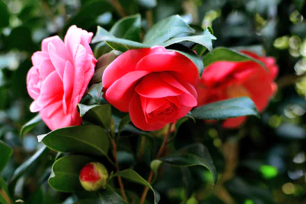 Close-up view of vibrant camellia flowers in spring, captured in macro detail for a 4K Ultra HD PC desktop wallpaper showcasing nature’s beauty.