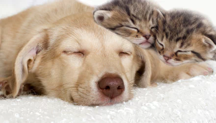 Animal Cat & Dog HD Desktop Wallpaper | Background Image