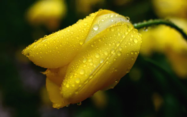 Close-up macro shot of a yellow tulip bud covered in water droplets, captured in stunning 4K Ultra HD for a vibrant nature desktop wallpaper.