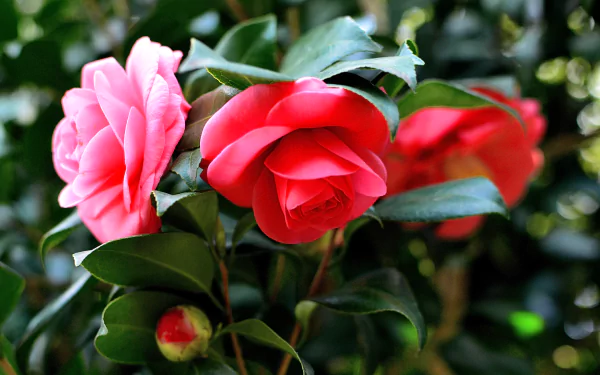 Close-up view of vibrant camellia flowers in spring, captured in macro detail for a 4K Ultra HD PC desktop wallpaper showcasing nature’s beauty.