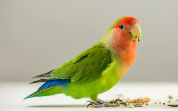 A vibrant lovebird parrot with a green body and a striking red and yellow head, set against a neutral background. This HD image makes a lively desktop wallpaper.