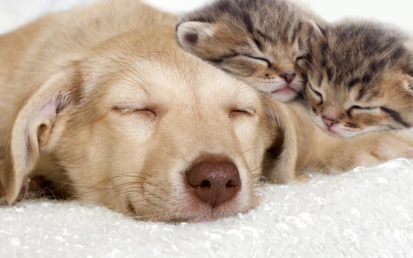 Golden Labrador puppy sleeping with two tabby kittens on a fluffy white blanket — Animal, Cat & Dog. 2K Quad HD PC desktop wallpaper and background.