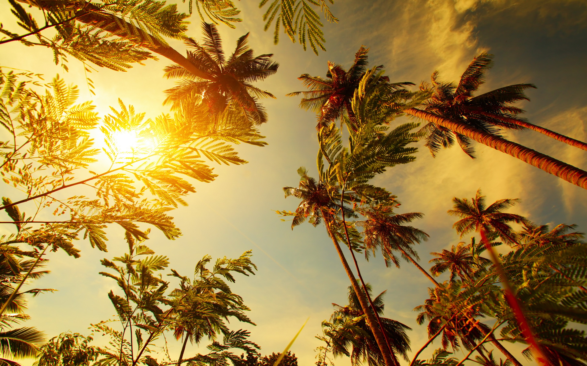 Palm Tree Full HD Wallpaper and Background | 1920x1200 | ID:596702