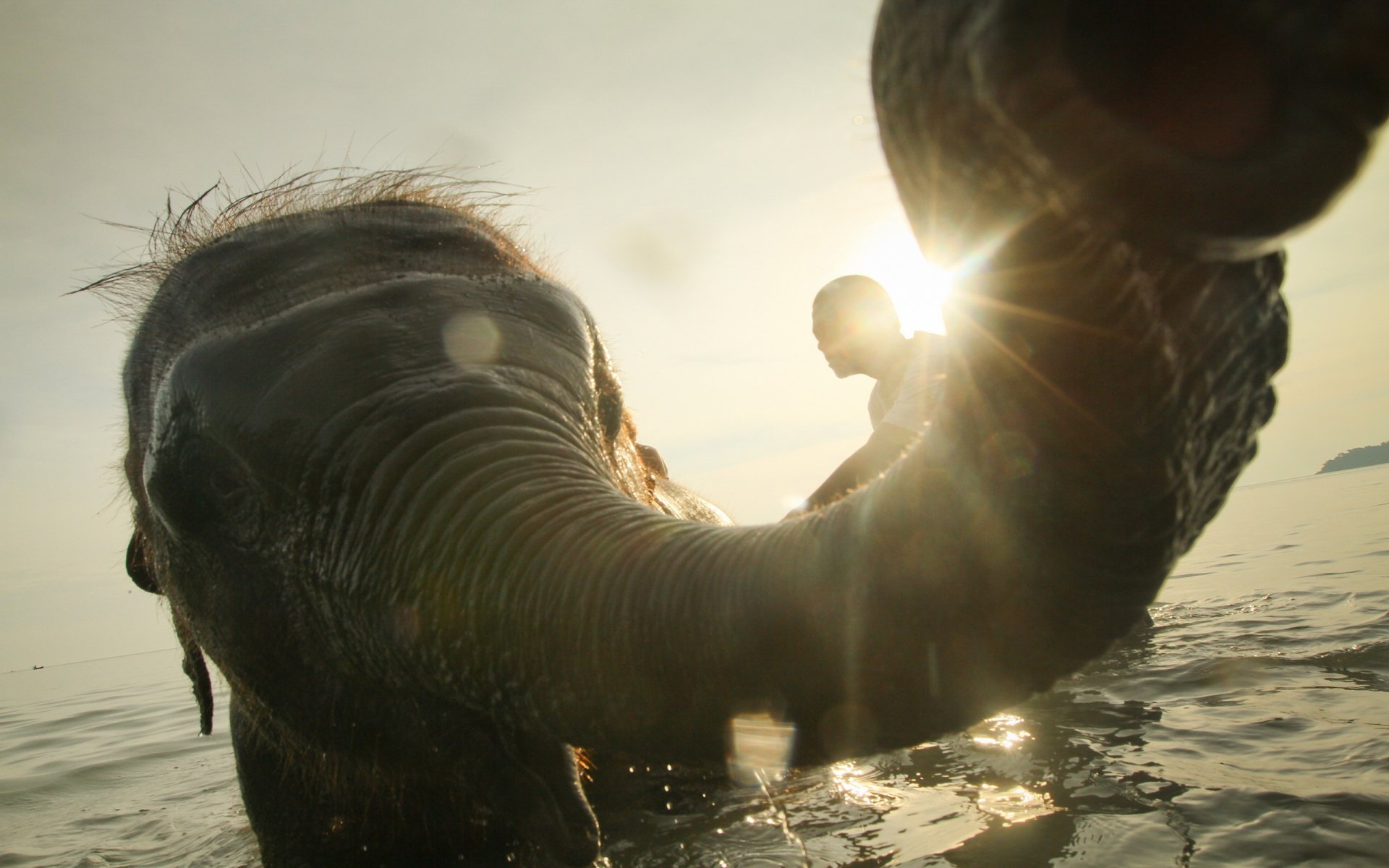 Download Animal Asian Elephant HD Wallpaper