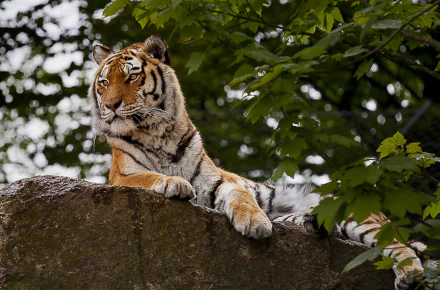 Majestic tiger reclining on a rock amid leafy branches — HD PC desktop wallpaper and background.