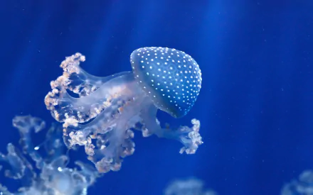 Animal jellyfish HD Desktop Wallpaper | Background Image