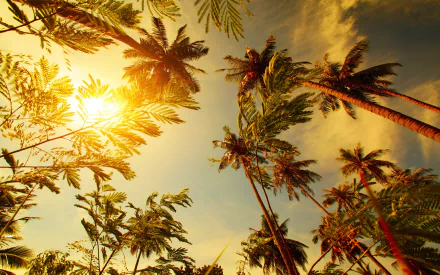nature palm tree HD Desktop Wallpaper | Background Image