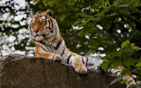 Majestic tiger reclining on a rock amid leafy branches — HD PC desktop wallpaper and background.