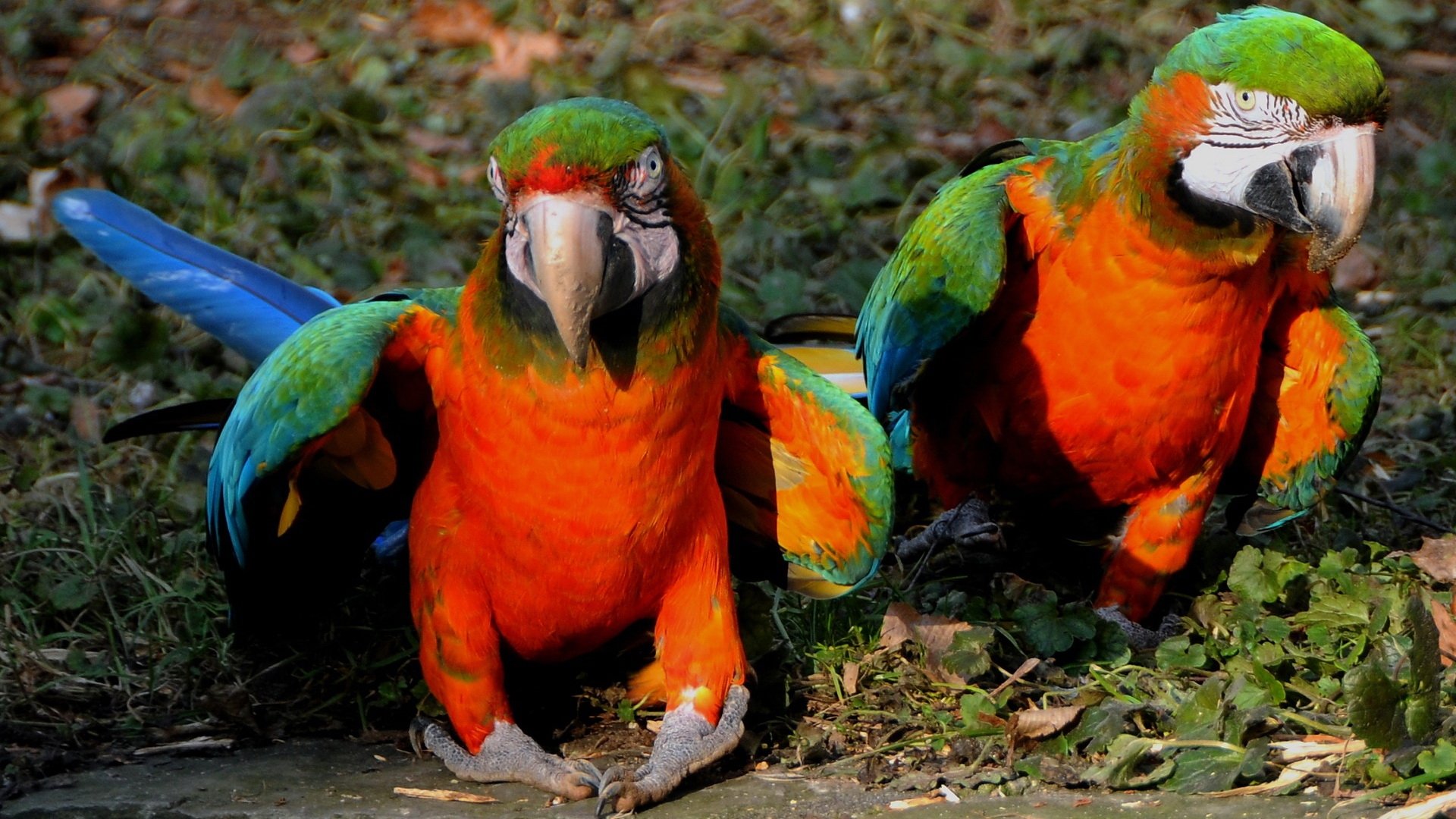 HD desktop wallpaper featuring two vibrant Catalina macaws with vivid orange, blue, and green feathers standing on the ground amidst greenery.