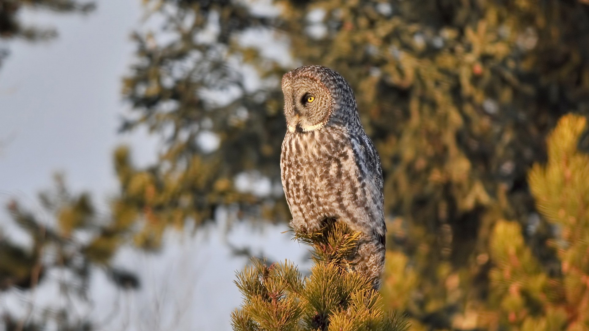 Animal Owl HD Wallpaper