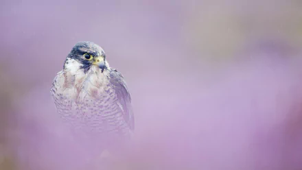 Animal peregrine falcon HD Desktop Wallpaper | Background Image
