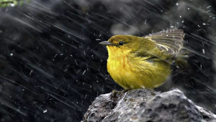HD desktop wallpaper of a yellow warbler perched on a rock in a rainstorm, feathers ruffled as raindrops streak across a dark background.