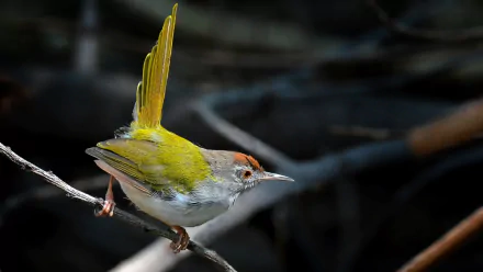  Dark-necked Tailorbird by Mayur Kotlikar