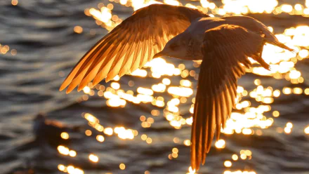 Animal seagull HD Desktop Wallpaper | Background Image
