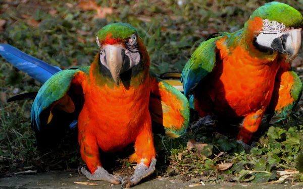 HD desktop wallpaper featuring two vibrant Catalina macaws with vivid orange, blue, and green feathers standing on the ground amidst greenery.