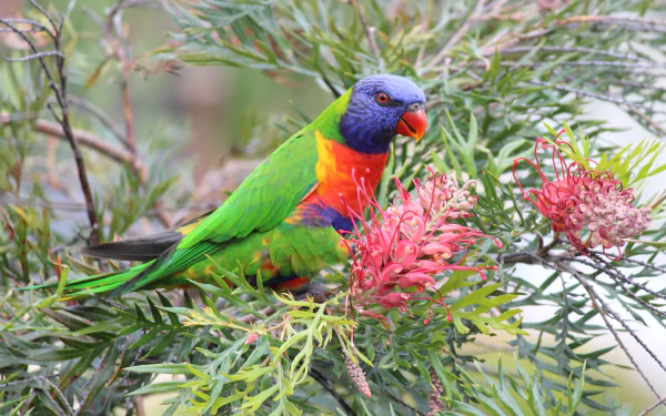 Rainbow lorikeet bird (parrot) perched in a bush among pink blossoms — colorful animal, 4K Ultra HD PC desktop wallpaper/background.