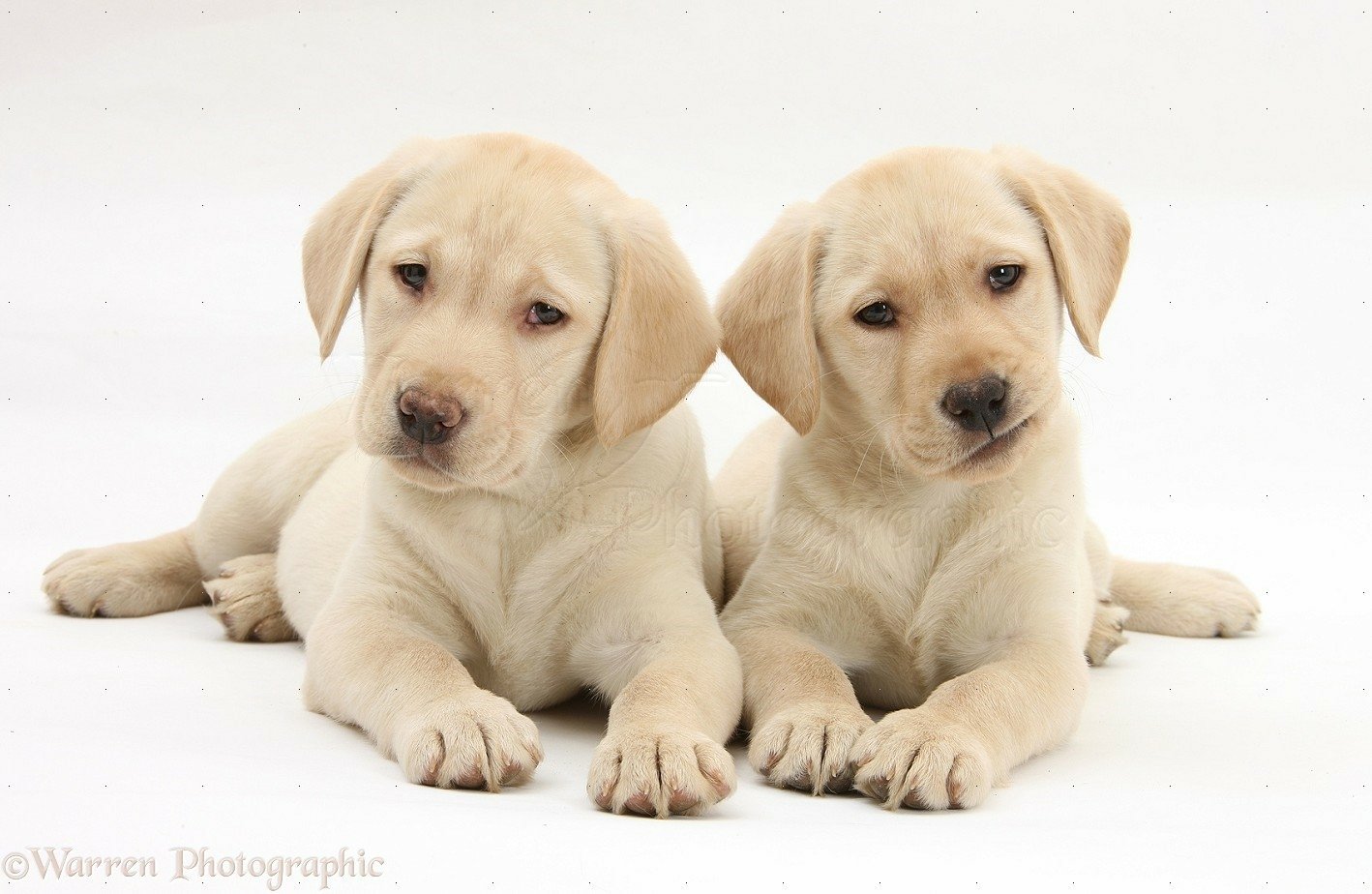 Two adorable Labrador Retriever puppies lie close together, showcasing their light-colored fur against a simple background, making this an engaging and charming HD desktop wallpaper.