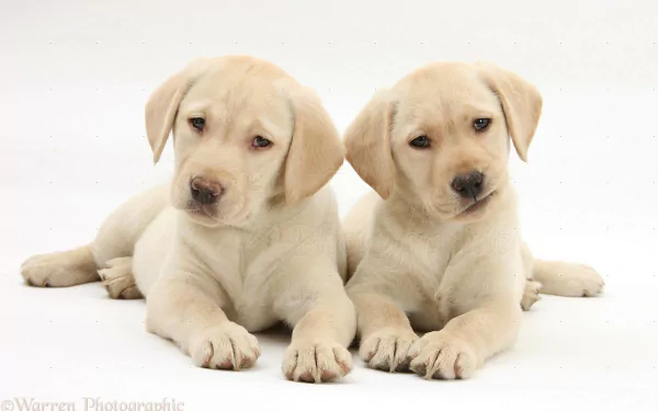 Two adorable Labrador Retriever puppies lie close together, showcasing their light-colored fur against a simple background, making this an engaging and charming HD desktop wallpaper.