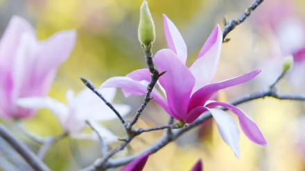 HD desktop wallpaper featuring a close-up of a blooming magnolia flower in spring, showcasing delicate pink petals and fresh nature vibes.