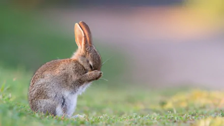 HD desktop wallpaper featuring a cute rabbit grooming itself on a grassy field, with a soft focus background enhancing the serene setting.