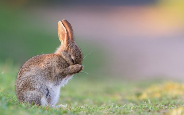 Animales Conejo Bunny Lindo Fondo de pantalla HD | Fondo de Escritorio