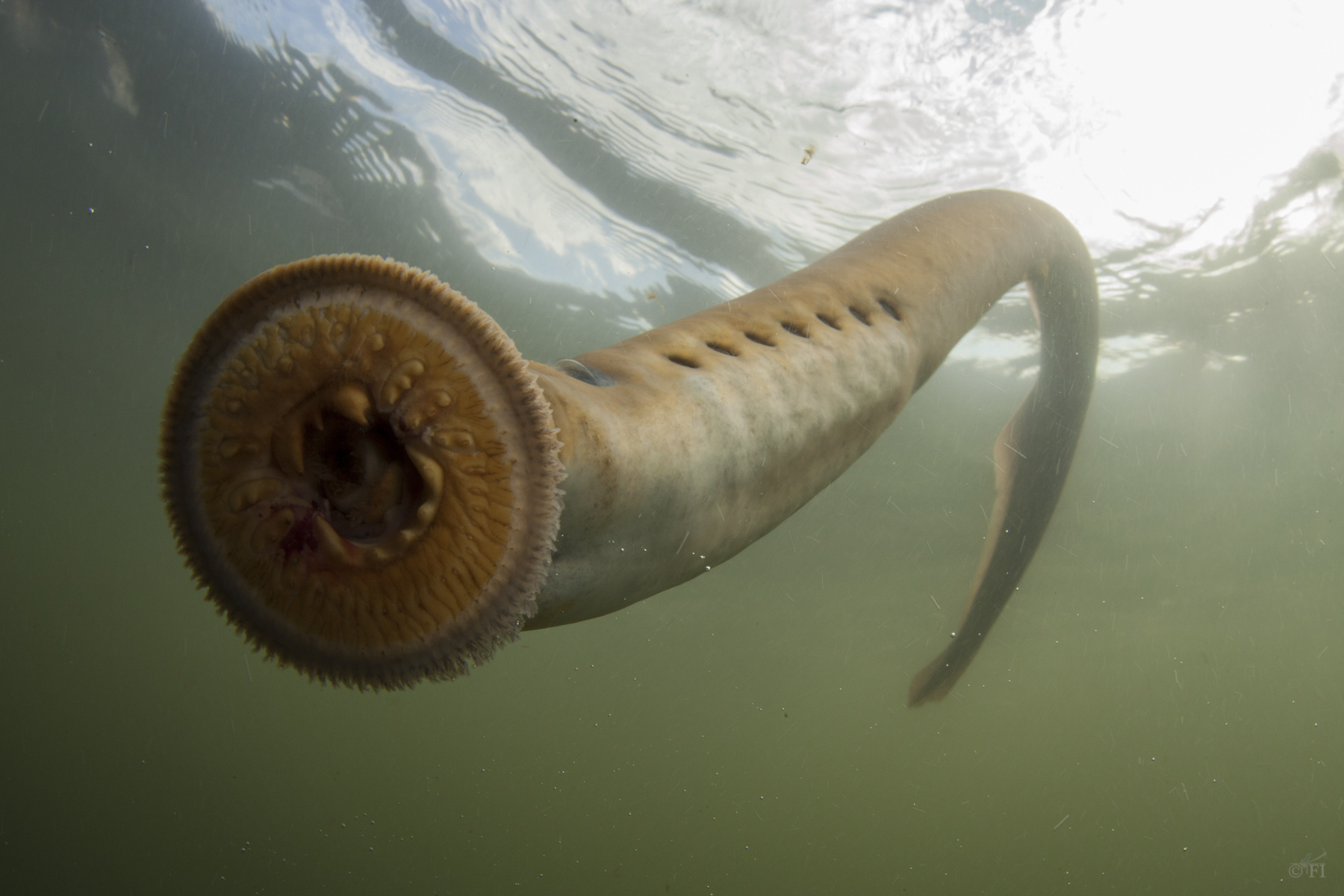 Sea Lamprey HD Wallpapers And Backgrounds