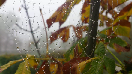photography spider web HD Desktop Wallpaper | Background Image