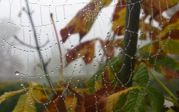 photography spider web HD Desktop Wallpaper | Background Image