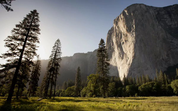 HD wallpaper featuring a serene landscape with towering trees and a majestic cliff, bathed in warm sunlight.