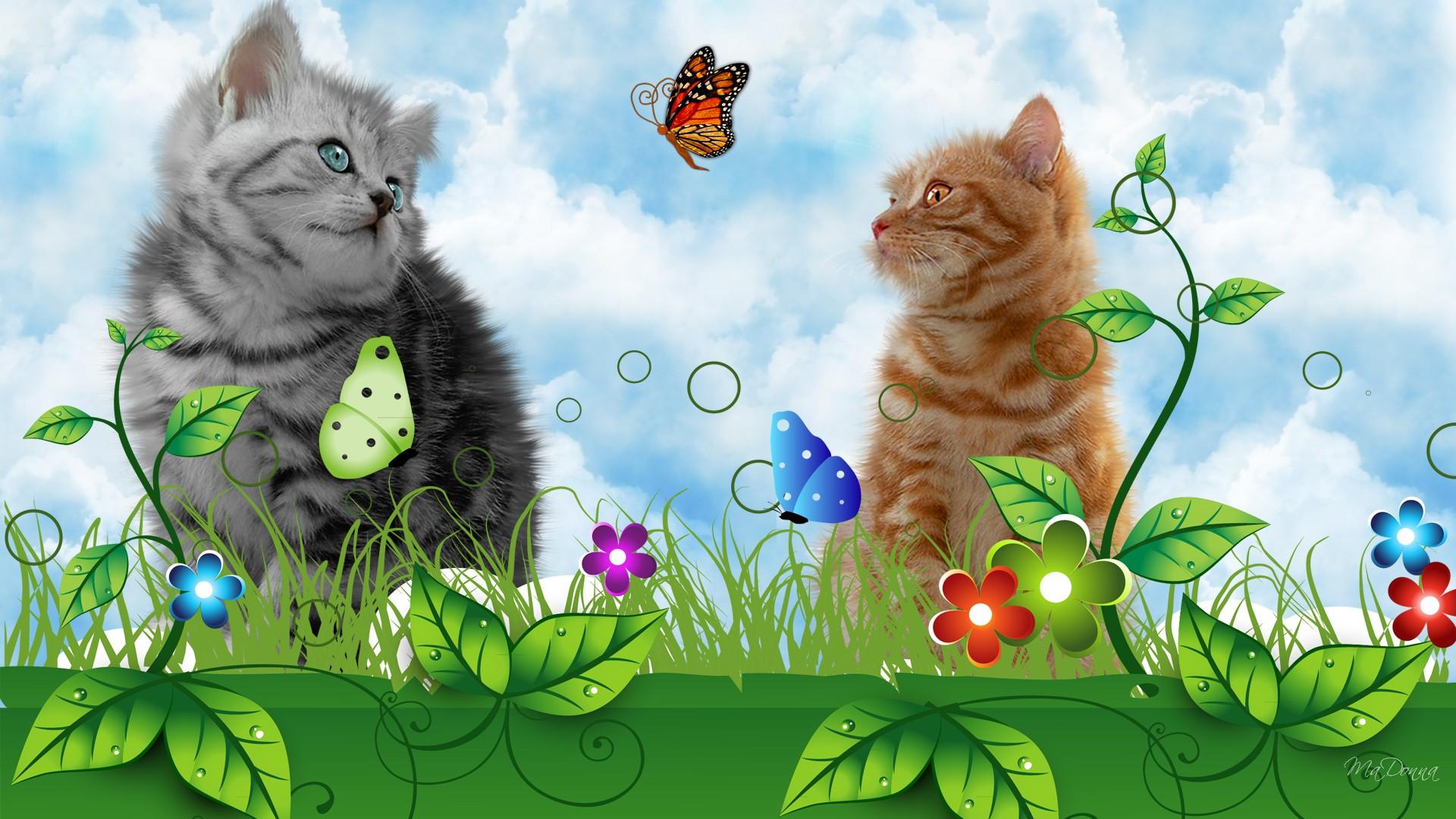 Cat HD Wallpaper by Ma Donna