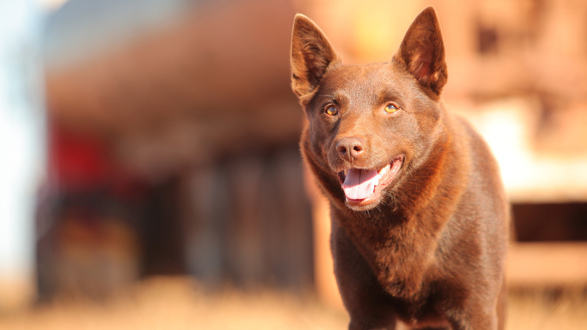 Red Dog HD Wallpapers and Backgrounds