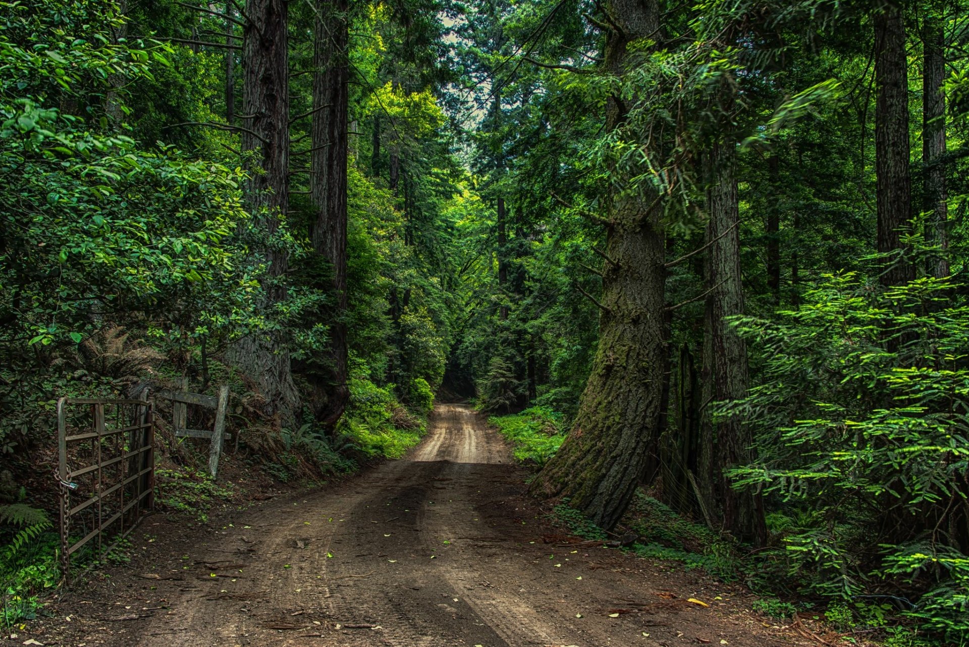 HD PC desktop wallpaper showcasing a dense, green forest with a dirt path winding through tall trees and lush foliage in a serene natural setting.