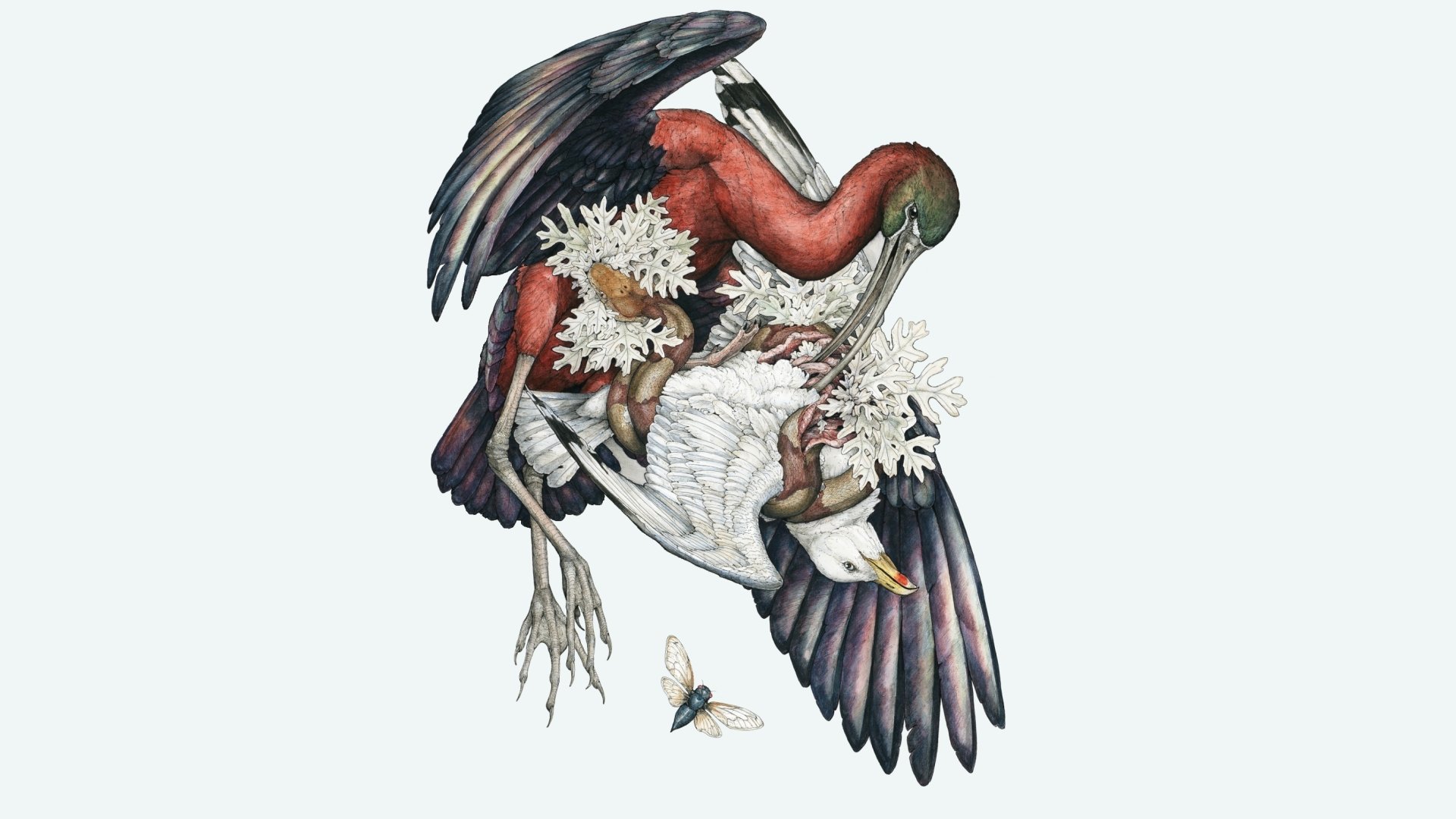 Download Animal Ibis HD Wallpaper