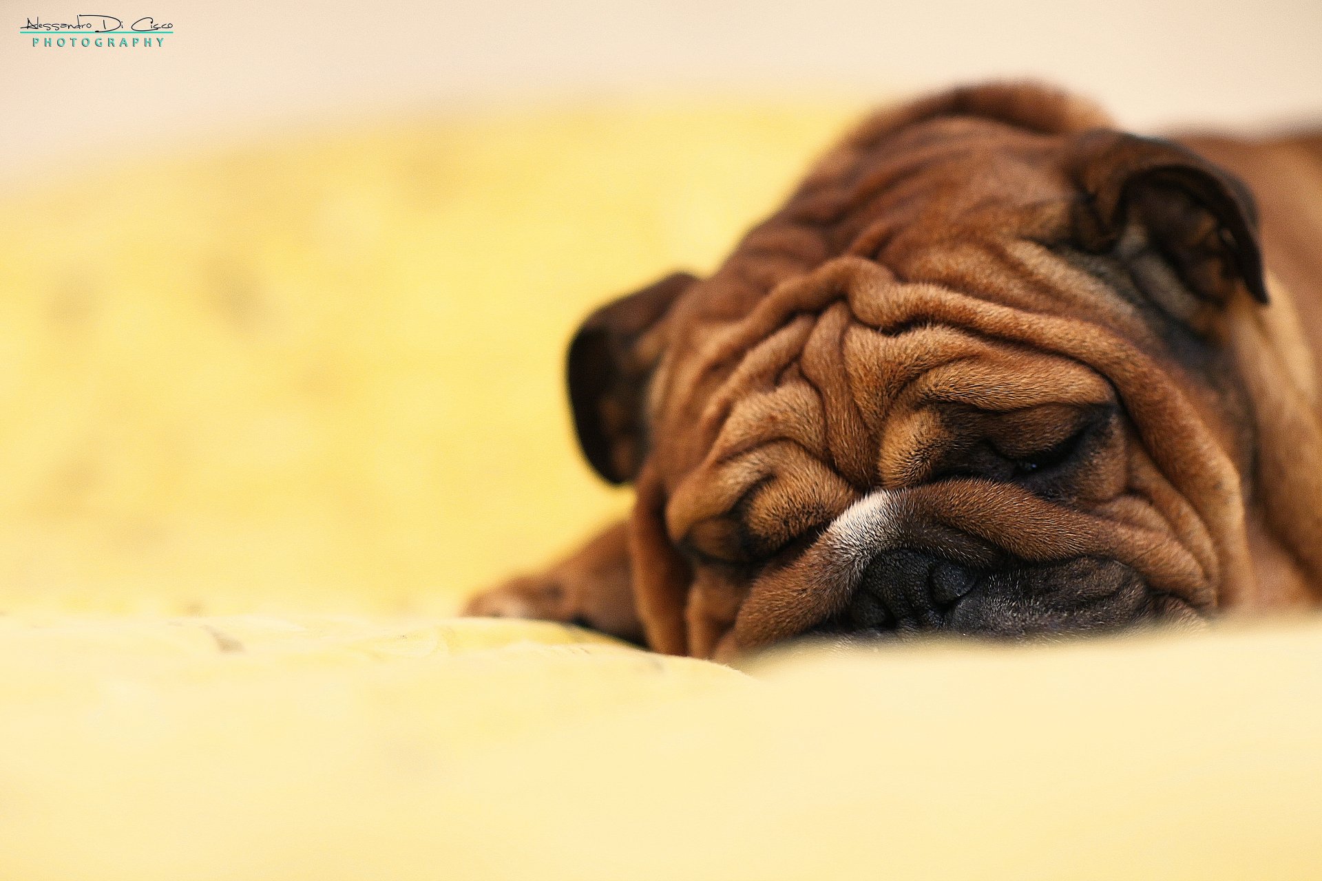 Download Dog Bulldog Animal French Bulldog 4k Ultra HD Wallpaper by Alessandro Di Cicco