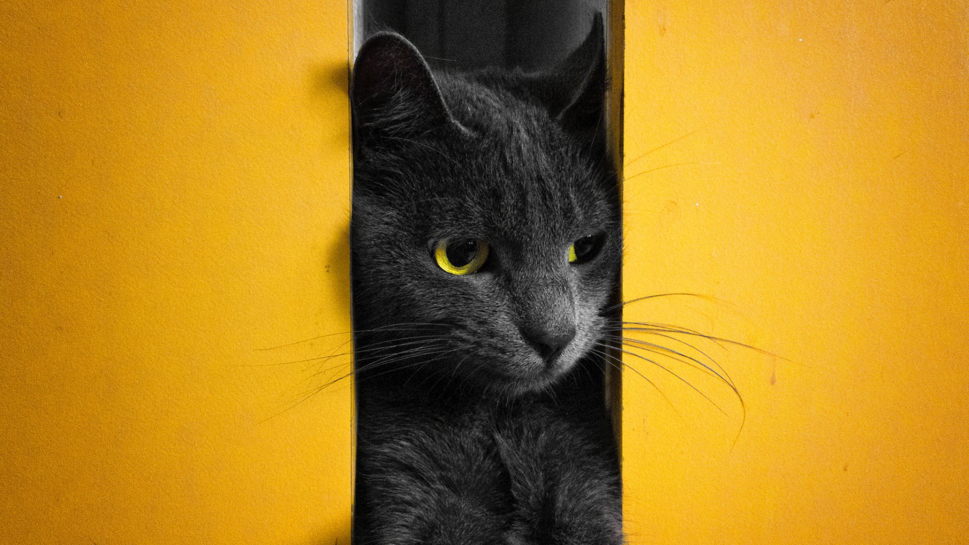 A close-up of a gray cat gazing through a narrow opening, with bright yellow eyes. This HD image serves as a striking desktop wallpaper and background.