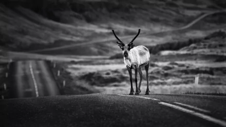 Animal caribou HD Desktop Wallpaper | Background Image