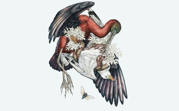 Animal Bird Birds HD Wallpaper | Background Image